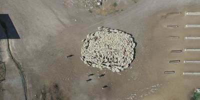 Koyun ve Koçların Buluşmasında İlginç Görüntüler