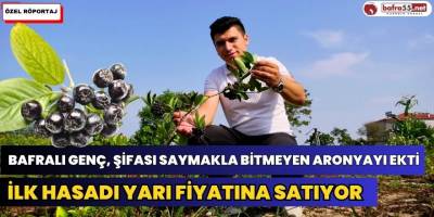 Koşu Köyü'nde Aronya Yetiştiren Mücahit Kilitci Bu Yıl İlk Hasadını Yapıyor