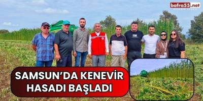 Samsun’da kenevir hasadı başladı
