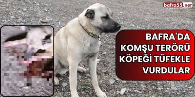 Bafra Gökçeağaç Mahallesi'nde Sahipli Köpek Tüfekle Vuruldu