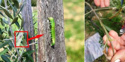Samsun’da Zeytin Üreticilerine Tırtıl Uyarısı