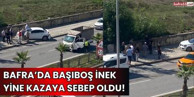 Bafra’da başıboş inek yine kazaya sebep oldu!