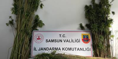 Vezirköprü'de 957 Kök Kenevir Ele Geçirildi