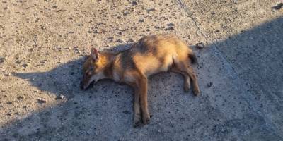 Sinop’ta kümeslere dadanan çakal telef oldu