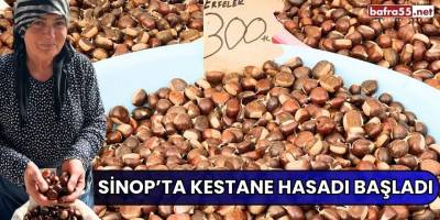 Sinop’ta kestane hasadı başladı