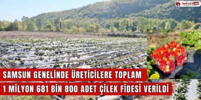 Samsun Genelinde üreticilere toplam 1 milyon 681 bin 800 adet çilek fidesi verildi