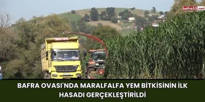 Bafra Ovası'nda Maralfalfa Yem Bitkisinin İlk Hasadı Gerçekleştirildi