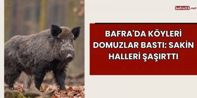 Bafra'da Köyleri Domuzlar Bastı