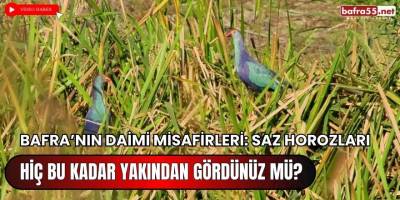 Bafra'nın Daimi Misafirleri: Saz Horozları