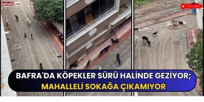Bafra'da Köpekler Sürü Halinde Geziyor; Mahalleli Sokağa Çıkamıyor