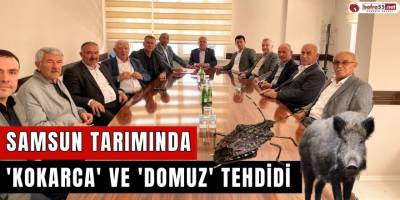 Samsun tarımında 'kokarca' ve 'domuz' tehdidi