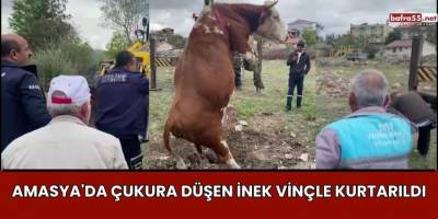 Amasya'da Çukura Düşen İnek Vinçle Kurtarıldı