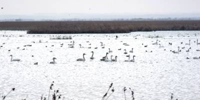 Kuş cenneti cıvıl cıvıl