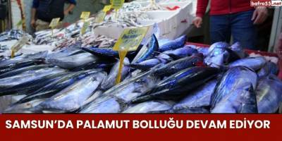 Samsun’da Palamut Bolluğu Devam Ediyor