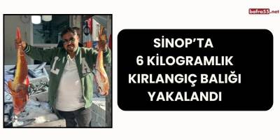 Sinop’ta 6 kilogramlık kırlangıç balığı yakalandı