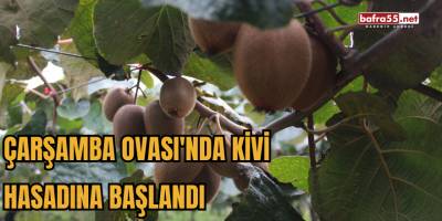 Çarşamba Ovası'nda kivi hasadına başlandı.