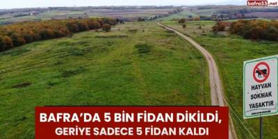 Bafra’da 5 Bin Fidan Dikildi, Geriye  Sadece 5 Fidan Kaldı