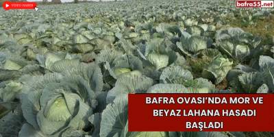 Bafra Ovası’nda Mor ve Beyaz Lahana Hasadı Başladı