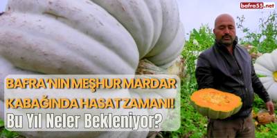 Bafra'nın Meşhur Mardar Kabağında Hasat Zamanı