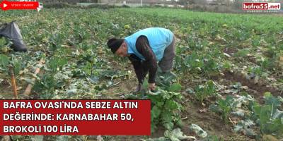 Bafra Ovası'nda Sebze Altın Değerinde: Karnabahar 50, Brokoli 100 Lira