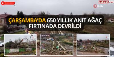 Çarşamba’da 650 Yıllık Anıt Ağaç Fırtınada Devrildi