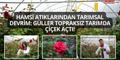 Hamsi Atıklarından Tarımsal Devrim: Güller Topraksız Tarımda Çiçek Açtı!