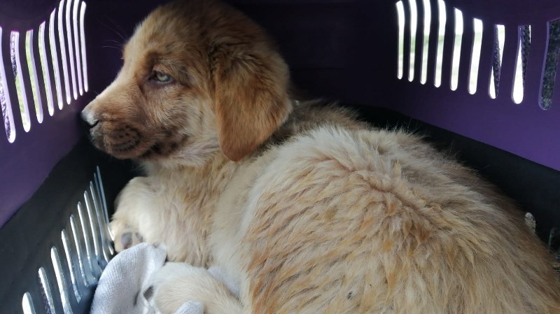 Yaralı Köpeği Hayvansever bir vatandaş kurtardı