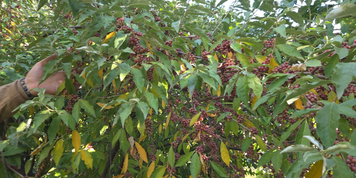 200-cesit-meyve-005.jpg