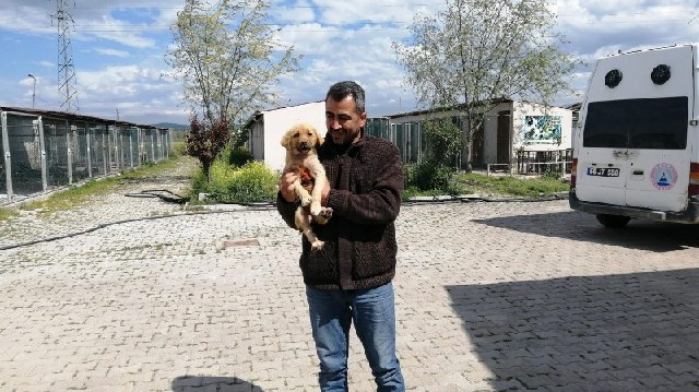 Yaralı Köpeği Hayvansever bir vatandaş kurtardı