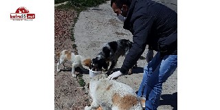 İlkadım’da Sokak Hayvanları İçin Aralıksız Mesai