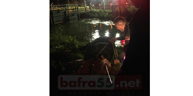 Bafra'da Kanala Düşen Boğa Kurtarıldı