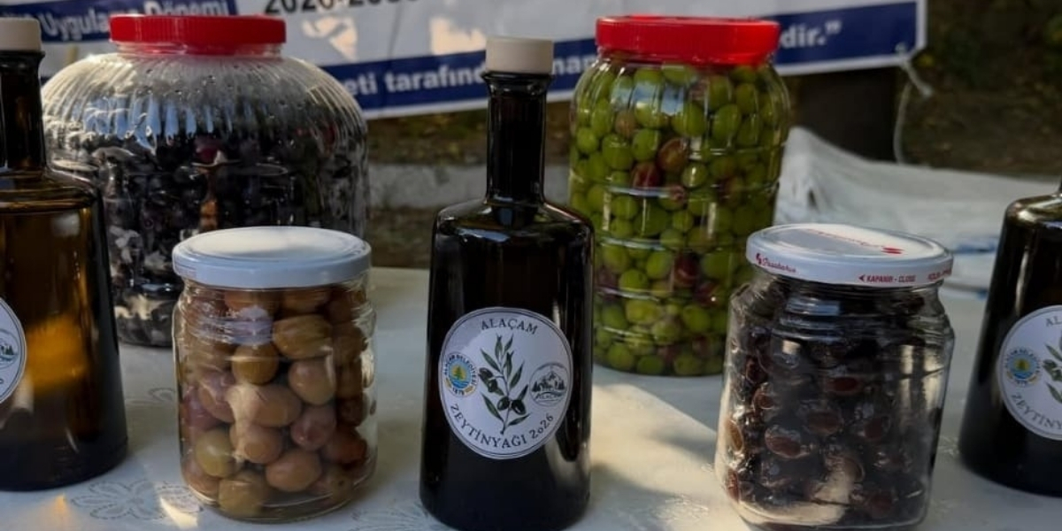 alacam-zeytin-uretimi-002.jpg