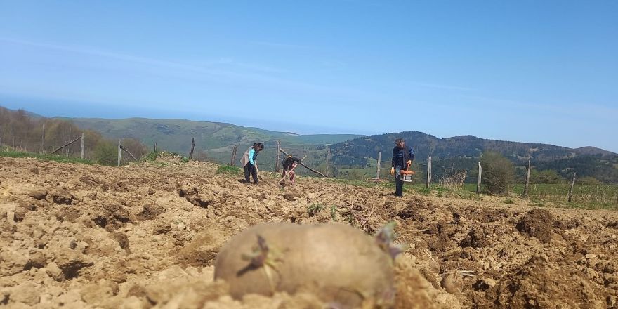 alacamda-mor-patates-ekimi-yapildi2.jpg