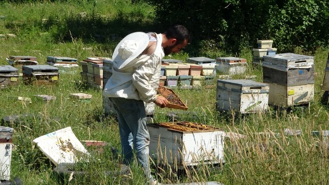 ariciligin-baskentinde-genc-arici-yetismiyor.jpg