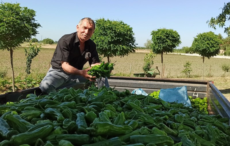 Bafra Ovası'nda yazlık ürün sezonu açıldı