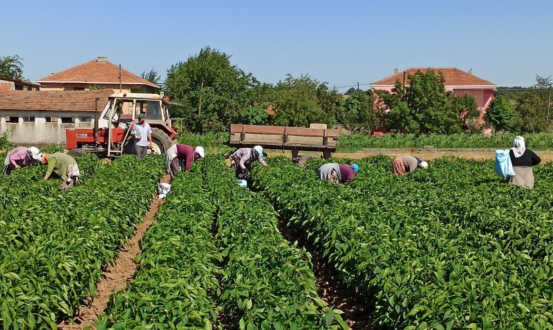 Bafra Ovası'nda yazlık ürün sezonu açıldı