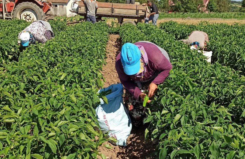 Bafra Ovası'nda yazlık ürün sezonu açıldı