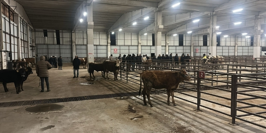 bafra-hayvan-pazari-yeniden-acildi-ilk-denetimler-yapildi-2.jpg