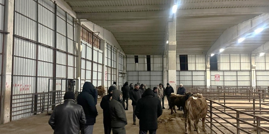 bafra-hayvan-pazari-yeniden-acildi-ilk-denetimler-yapildi-3.jpg