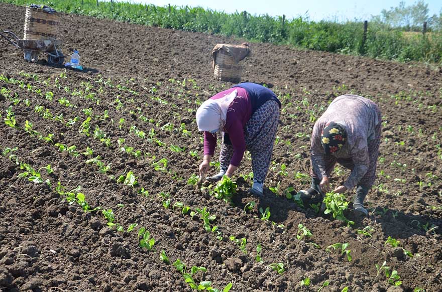 bafra-ovasinda-tutun-ekimleri-devam-ediyor-10.jpg