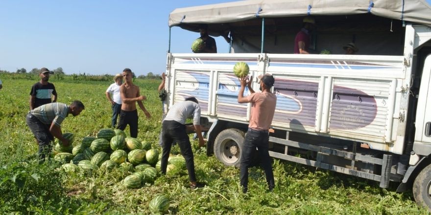 bafrada-karpuz-hasadinda-sona-gelindi3.jpg