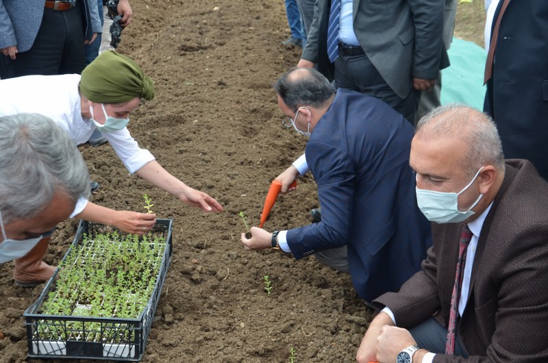 bafrada-kekik-yetistiriciligine-buyuk-destek-dogu-karadeniz-projesi-kalkinma-idaresi-baskanligi-dokap-bafrada-3-ciftciye-10-dekar-alanda-ekilmek-uzere-kekik-fidesi-dagitimi-gerceklestirdi-006.JPG