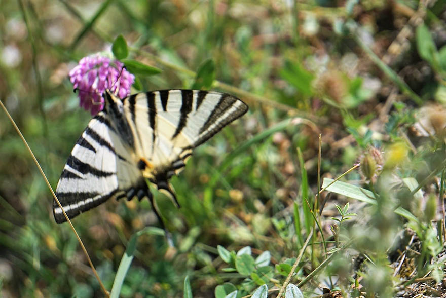 bafrada-zebra-catal-kuyruklu-kelebek-goruntulendi-3.jpg