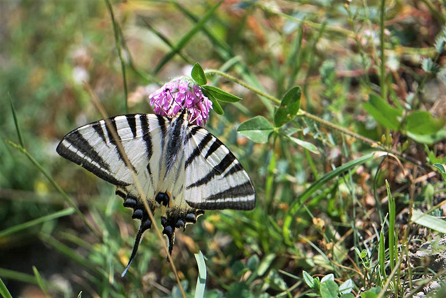bafrada-zebra-catal-kuyruklu-kelebek-goruntulendi-5.jpg