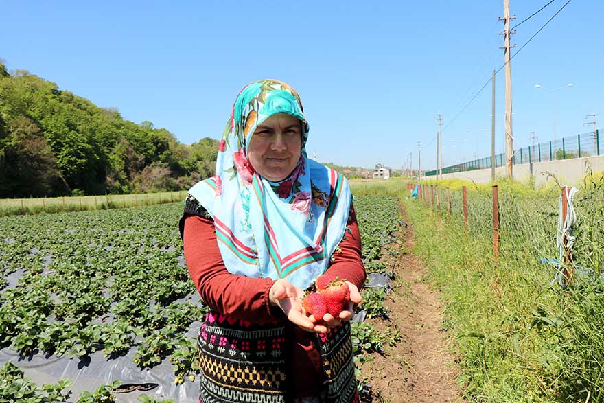 bu-cilekleri-yoldan-gecen-suruculer-tarladan-kapis-kapis-aliyor-5.jpg