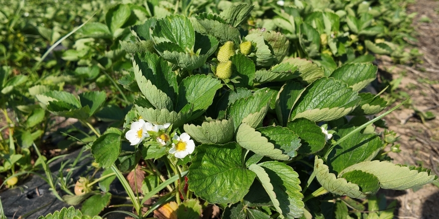 cilek-uretimi-001.jpg