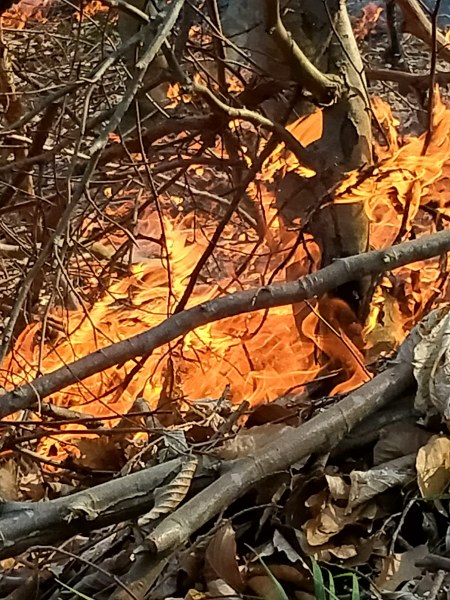 Anız Yangını Ormana Sıçradı