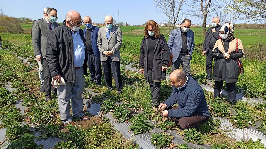 elifli-cilegi-bafrada-uretiliyor-tum-turkiyeye-gonderiliyor-5.jpg