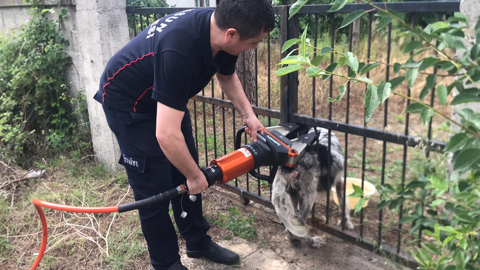 Korkuluklara Sıkışan Köpeği İtfaiye Kurtardı