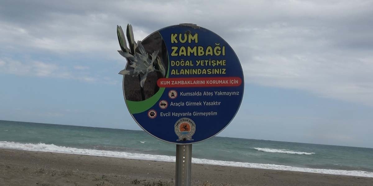 geyikkosanda-kum-zambaklari-koruma-altinda-3.jpg